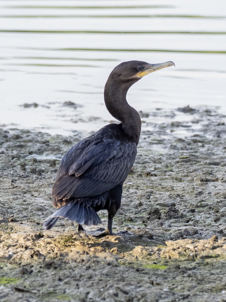 Neotropic Cormorant - ML639739004
