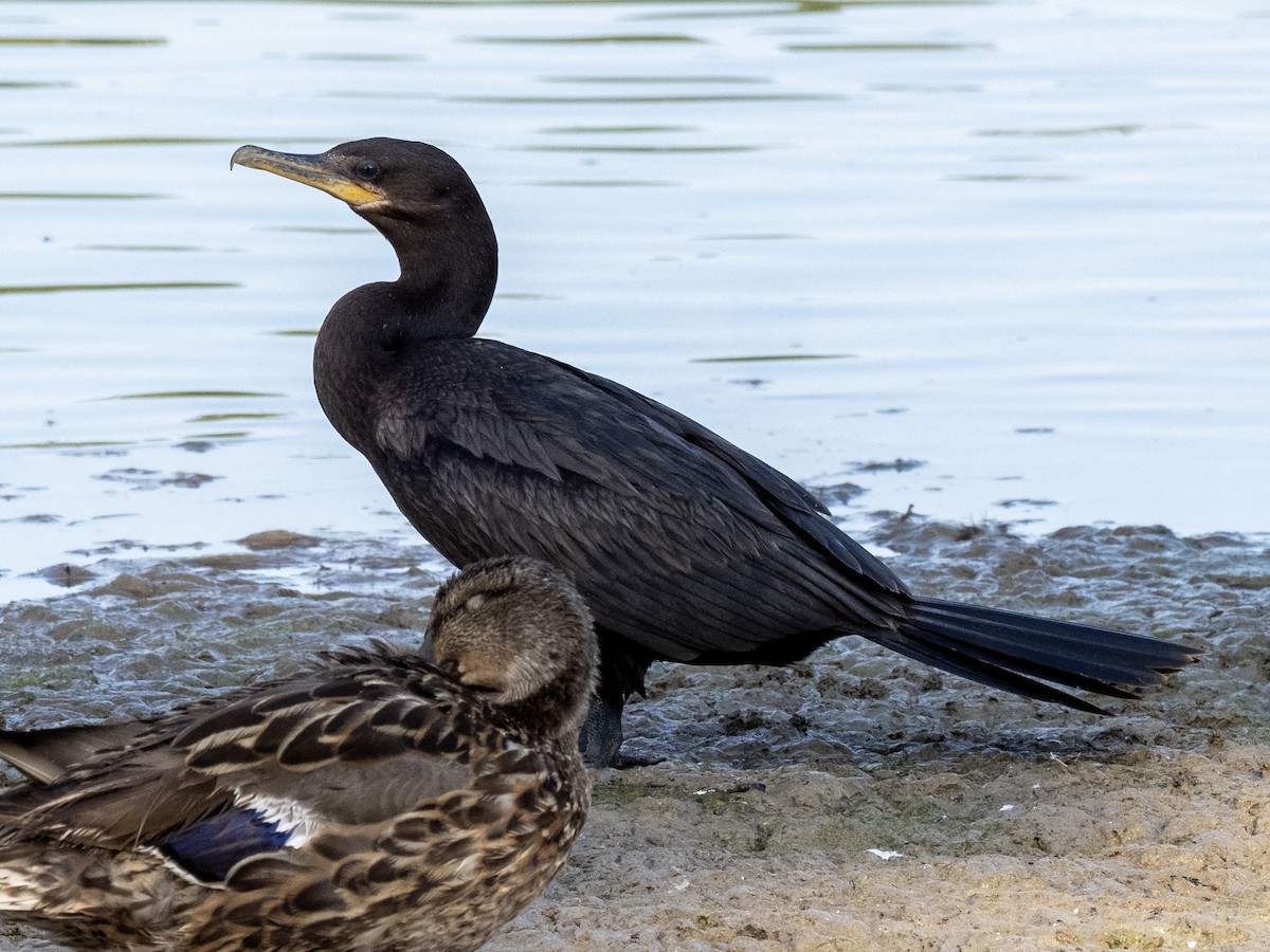 Neotropic Cormorant - ML639739005