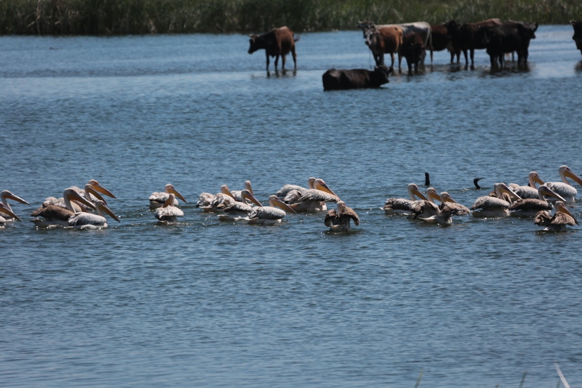 Great White Pelican - ML639739047