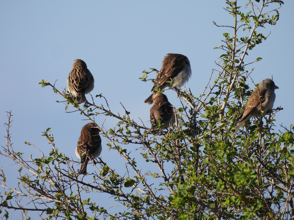 Southern Gray-headed Sparrow - ML639739068