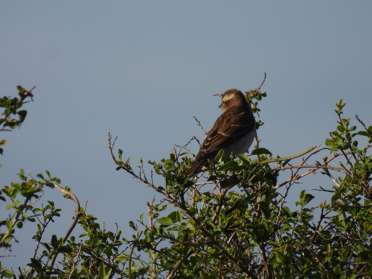 Yellow-throated Bush Sparrow - ML639739126