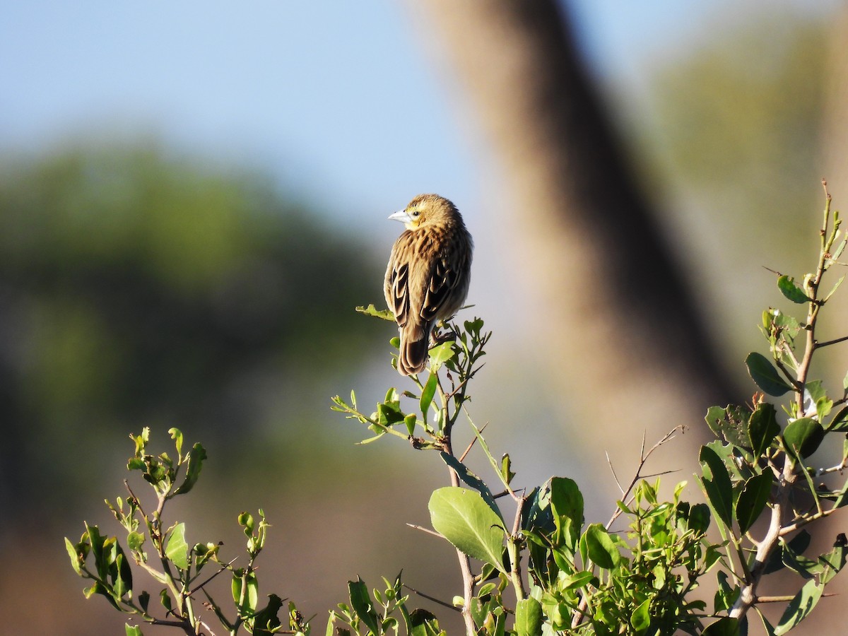 Yellow-throated Bush Sparrow - ML639739172