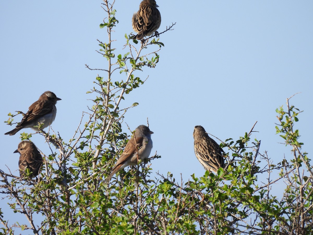Southern Gray-headed Sparrow - ML639739209