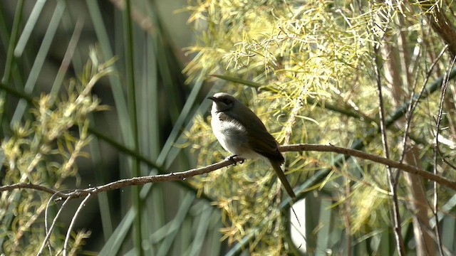 Brown Honeyeater - ML639739263