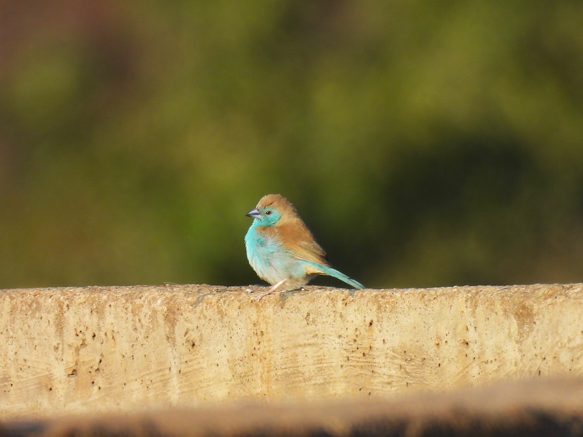 Southern Cordonbleu - ML639739277