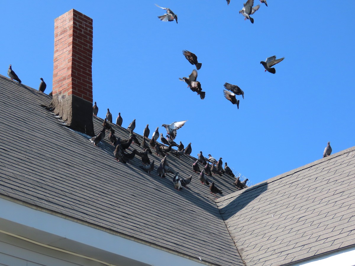 Rock Pigeon (Feral Pigeon) - ML639739284