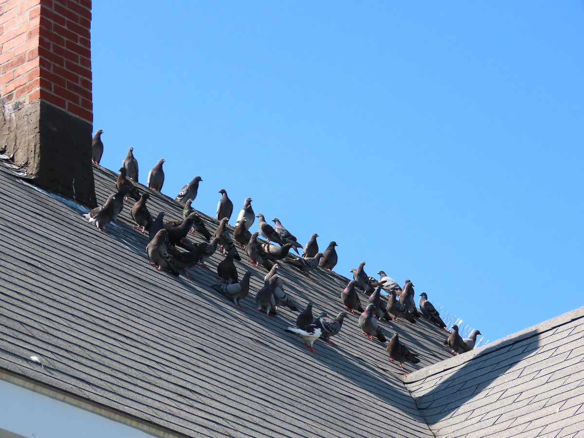 Rock Pigeon (Feral Pigeon) - ML639739291