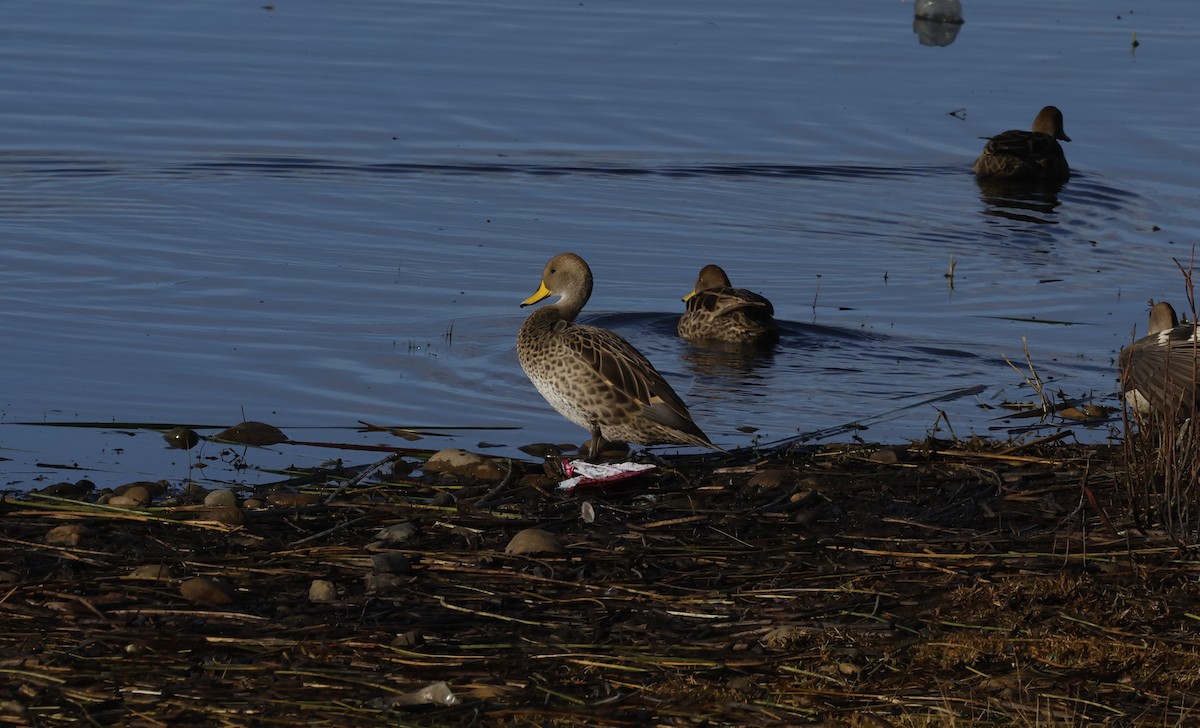 Yellow-billed Pintail - ML639739325