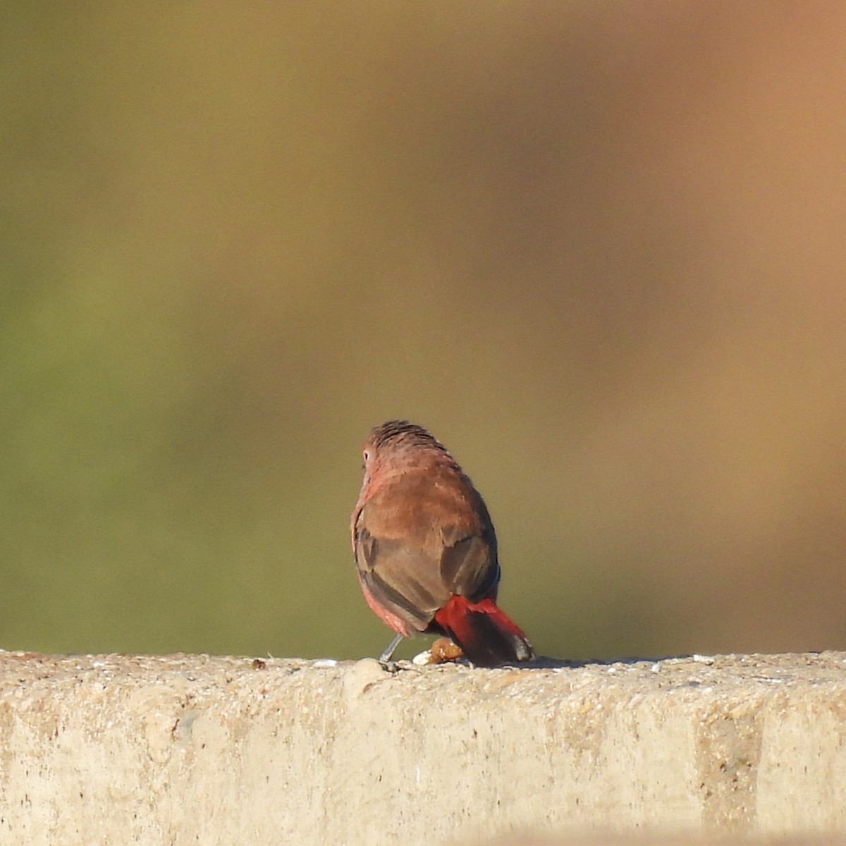 Jameson's Firefinch - ML639739344