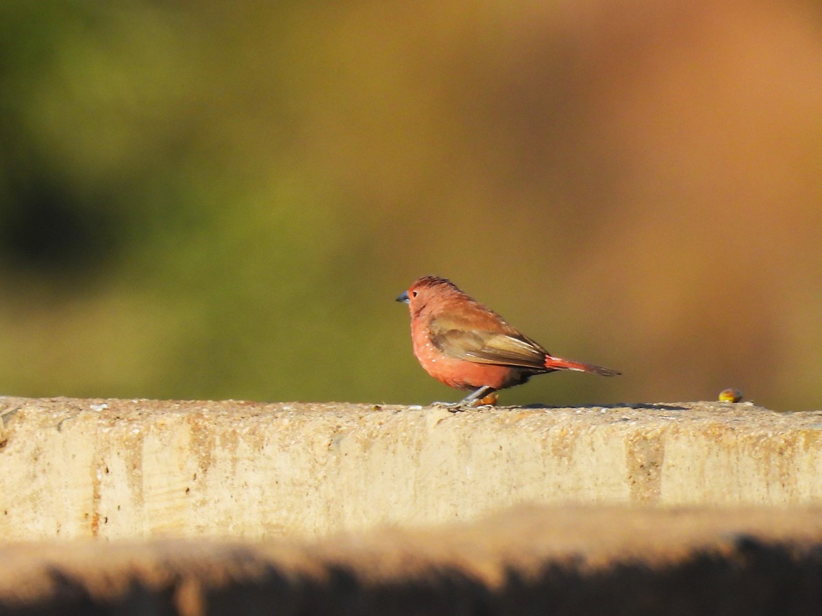 Jameson's Firefinch - ML639739346