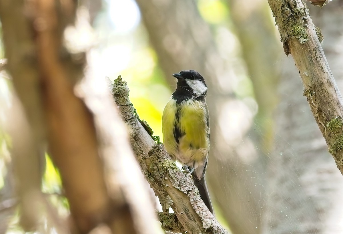 Great Tit - ML639739421