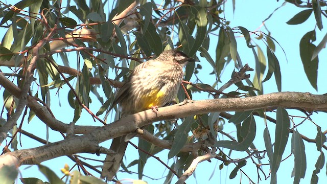 Red Wattlebird - ML639739457