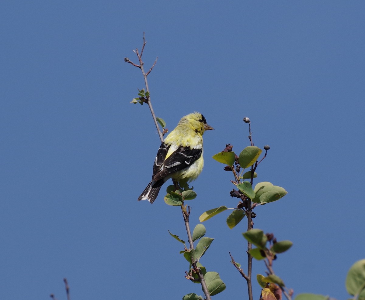 American Goldfinch - ML639739472