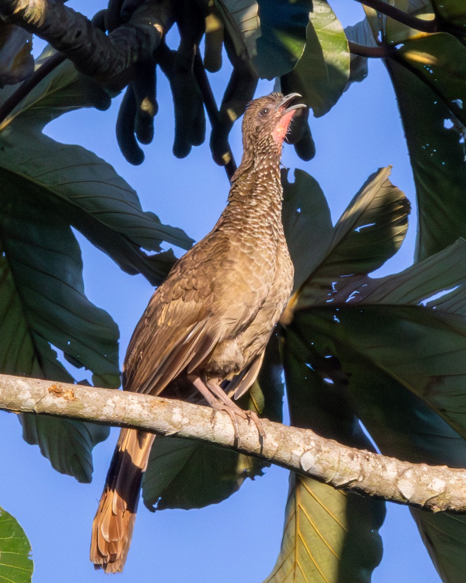 Speckled Chachalaca (Speckled) - ML639739558
