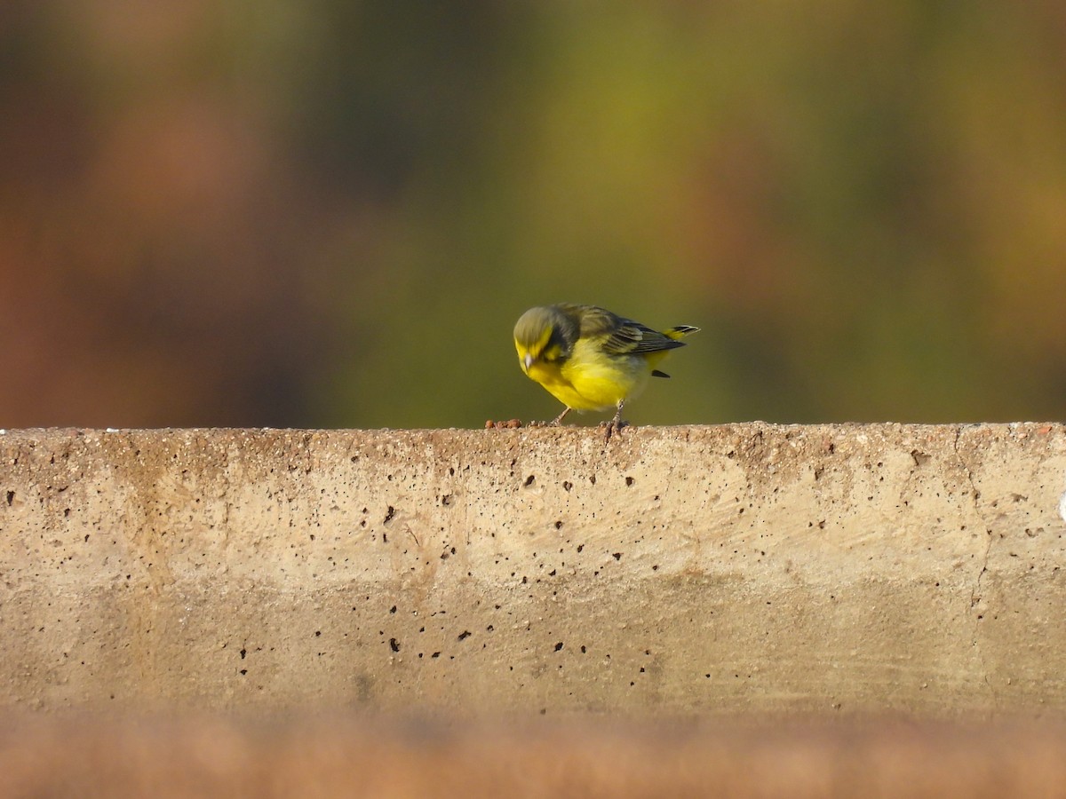 Yellow-fronted Canary - ML639739564