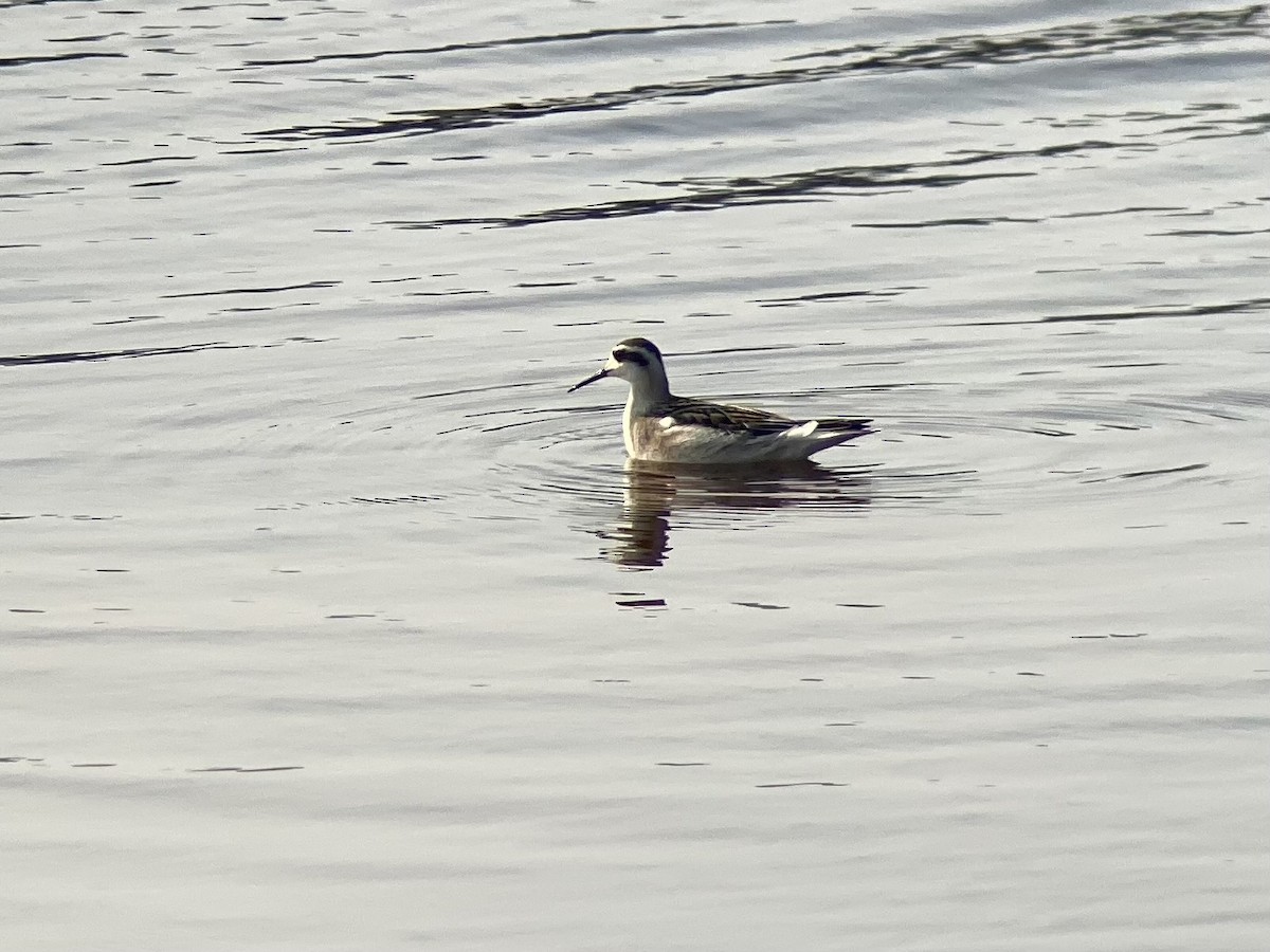 Red-necked Phalarope - ML639739585
