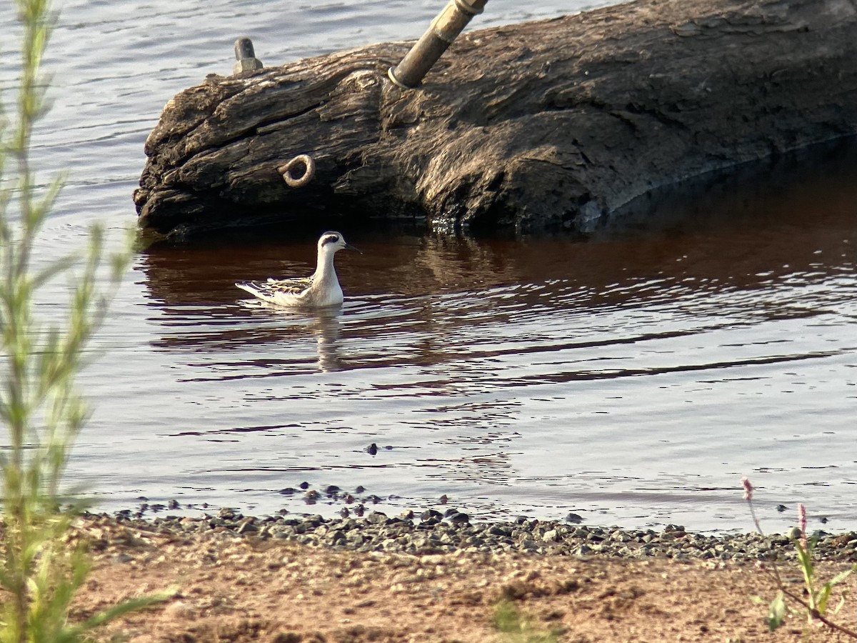 Red-necked Phalarope - ML639739586