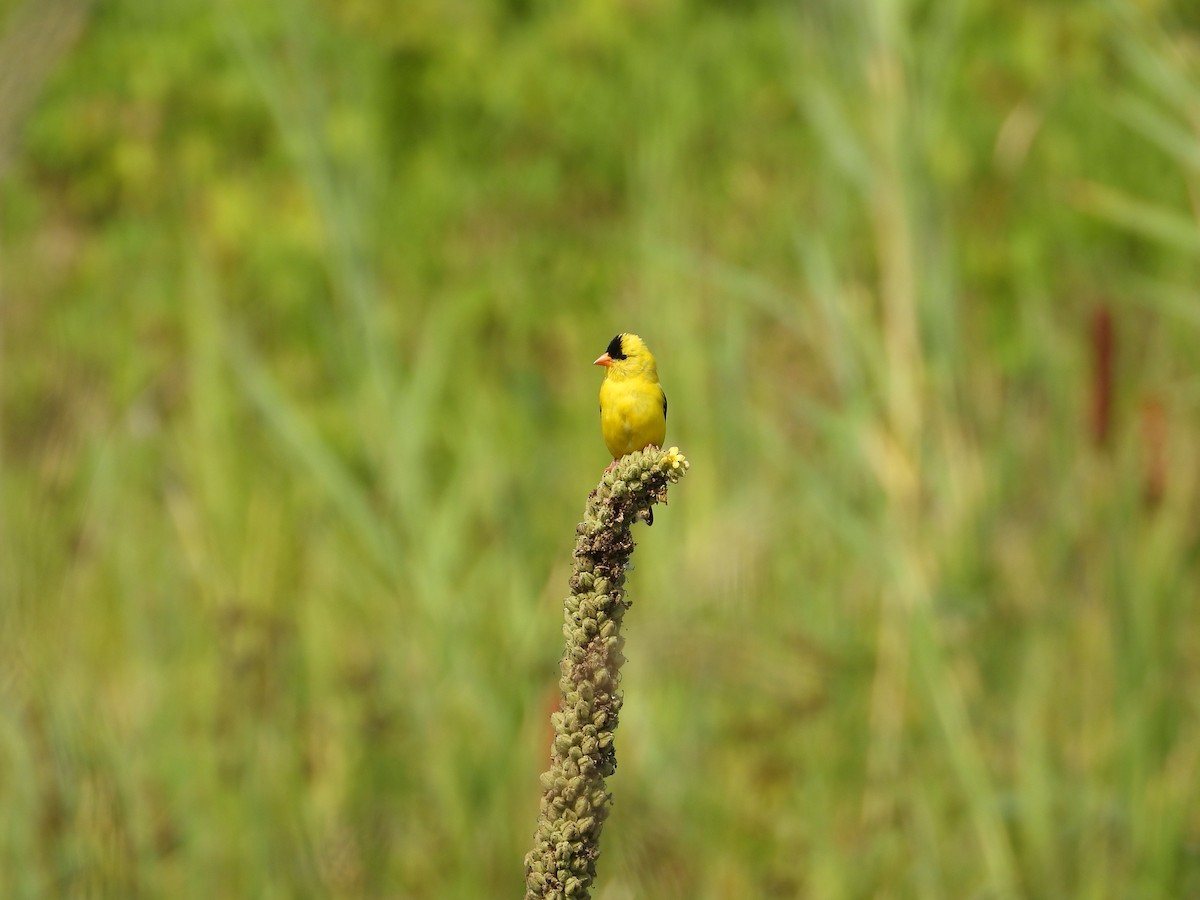 American Goldfinch - ML639739588