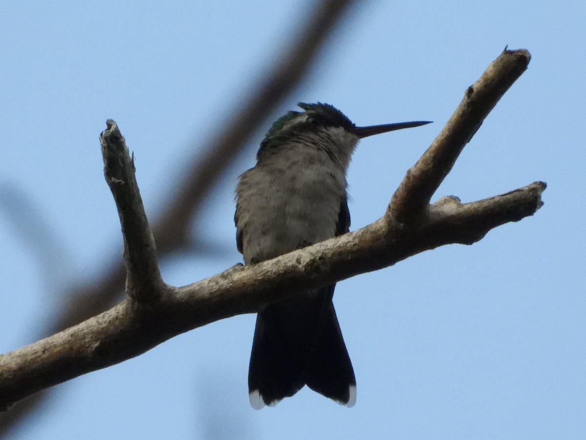 Red-billed Emerald - ML639739591