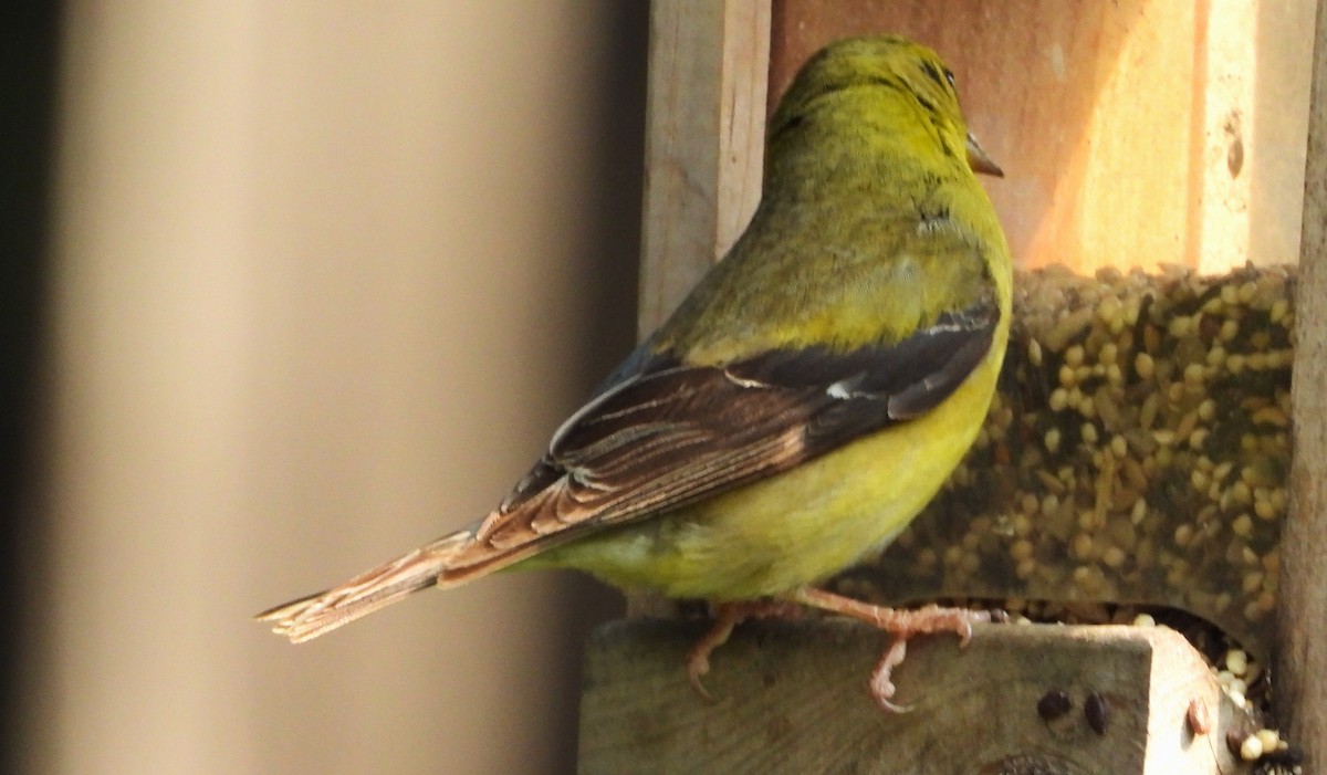 American Goldfinch - ML639739626