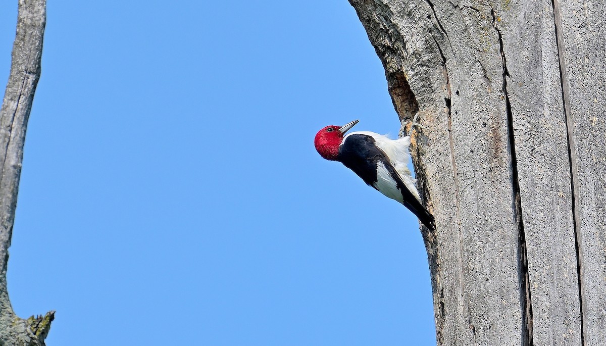 Red-headed Woodpecker - ML639739629