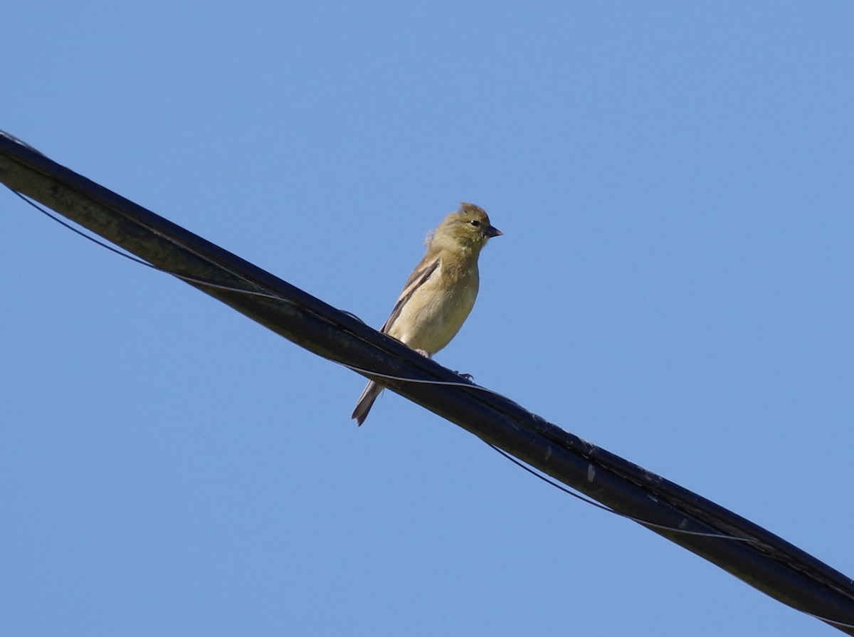 American Goldfinch - ML639739640