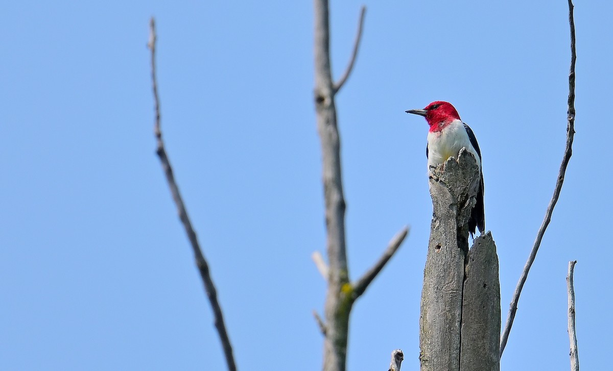 Red-headed Woodpecker - ML639739650