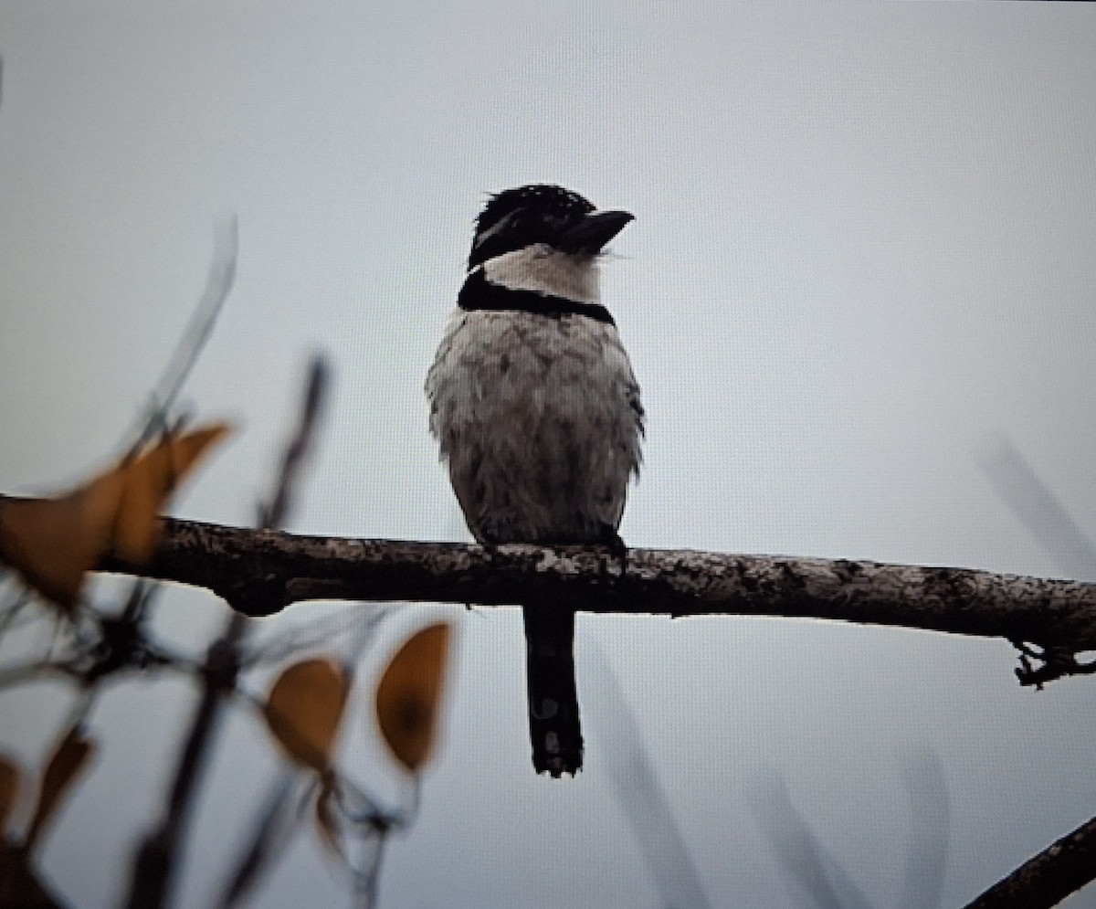 Pied Puffbird - ML639739657