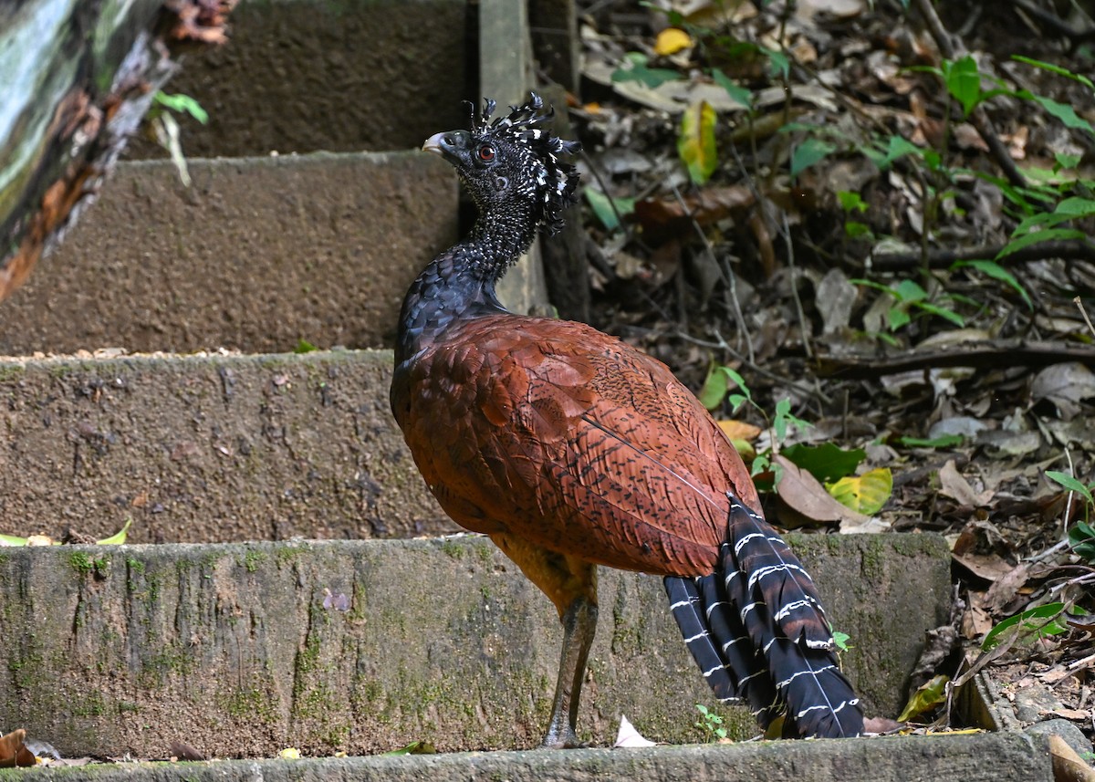 Great Curassow - ML639739669