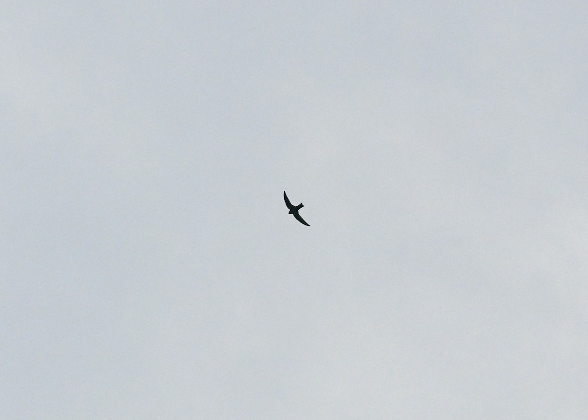 Black Swift - ML639739685