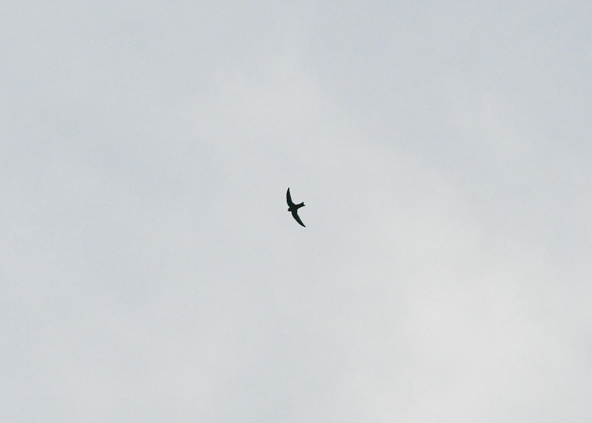 Black Swift - ML639739686