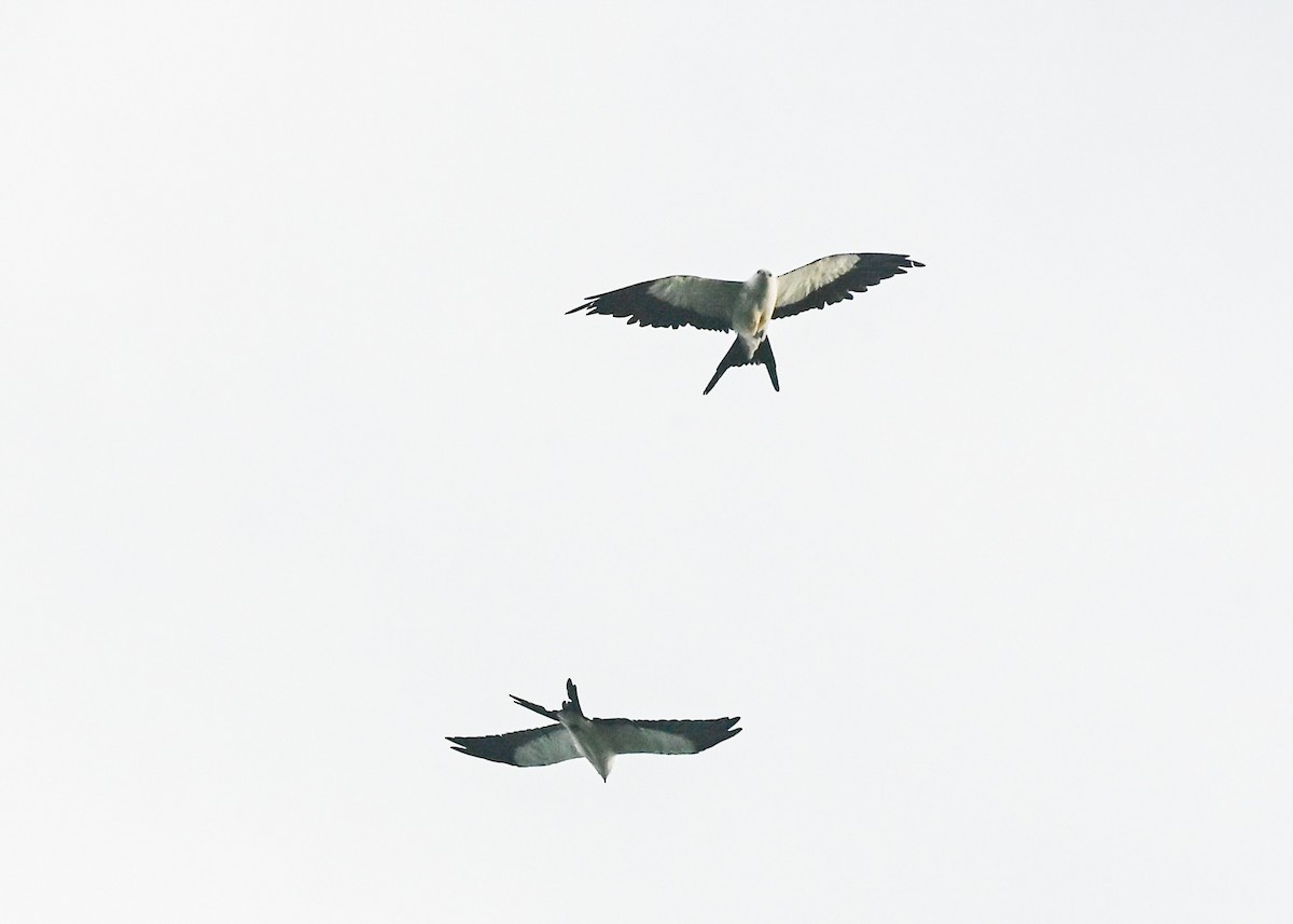 Swallow-tailed Kite - ML639739704