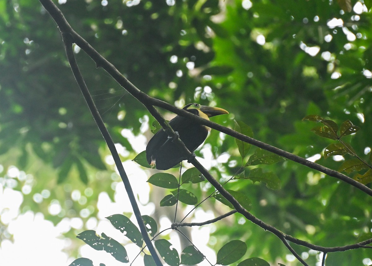 Yellow-throated Toucan - ML639739714