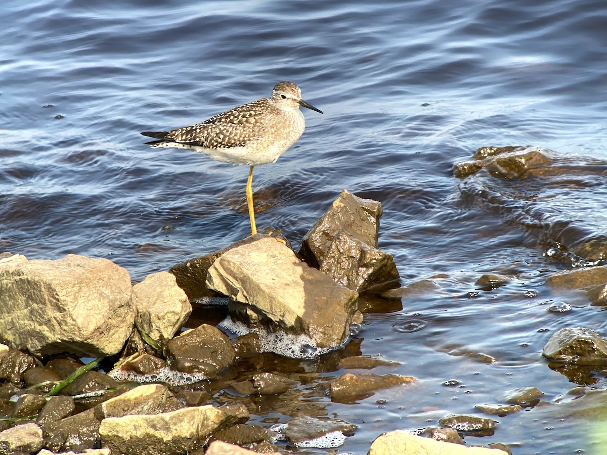 Lesser Yellowlegs - ML639739718