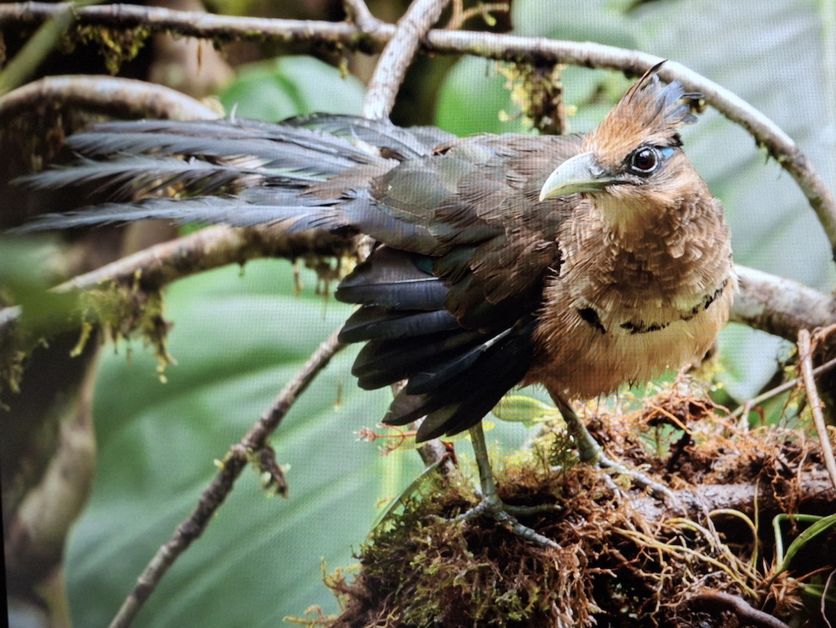 Rufous-vented Ground-Cuckoo - ML639739783