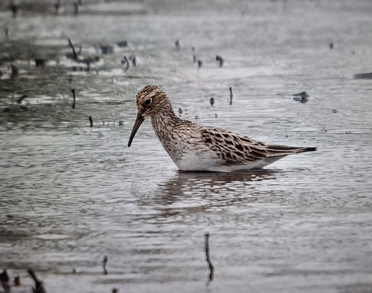 Pectoral Sandpiper - ML639739803