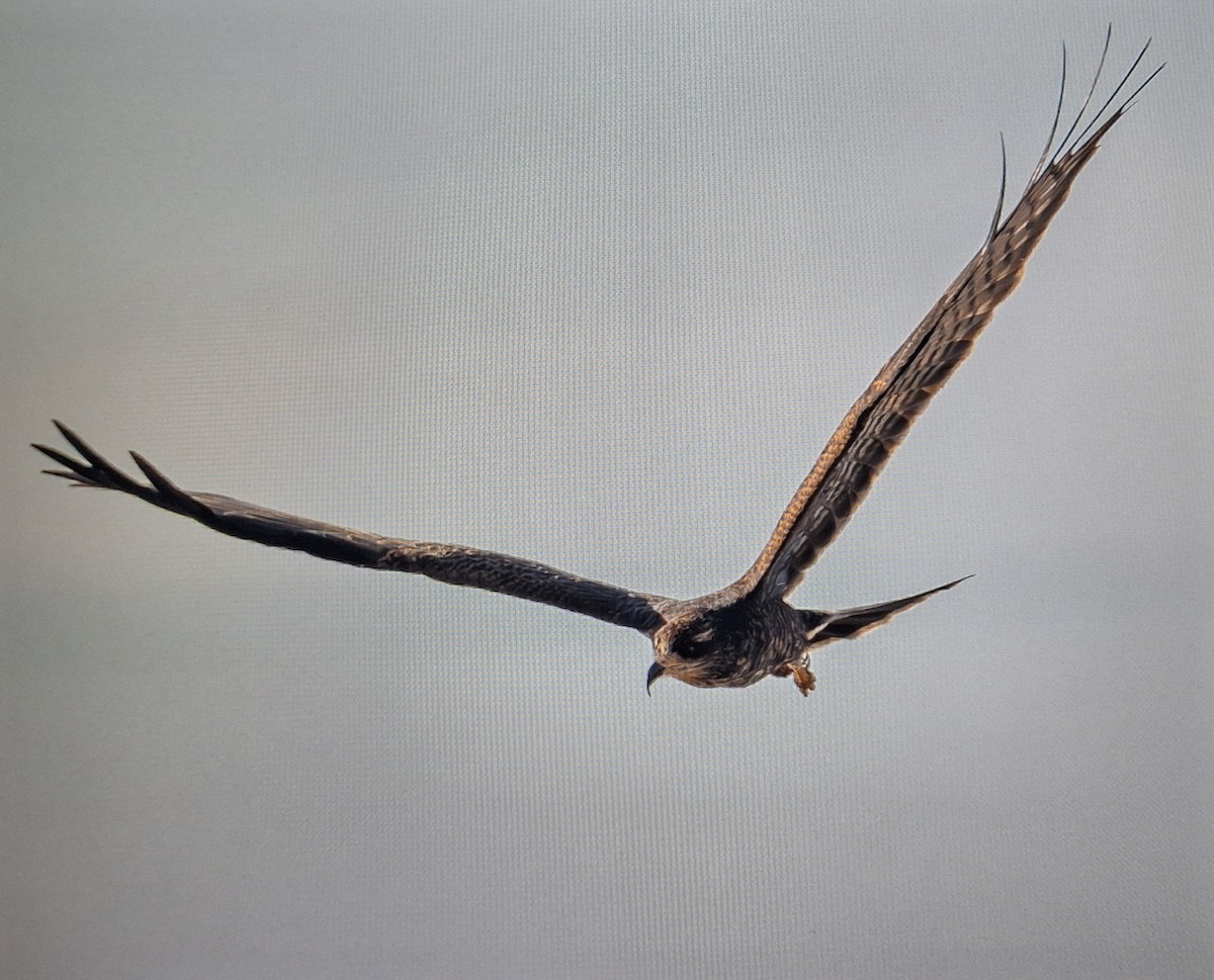 Snail Kite - ML639739838