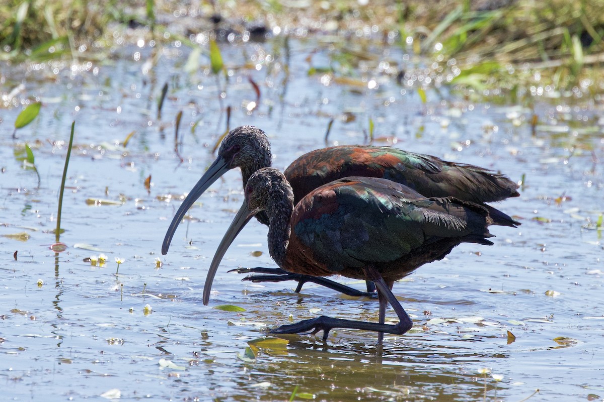 White-faced Ibis - ML639739844