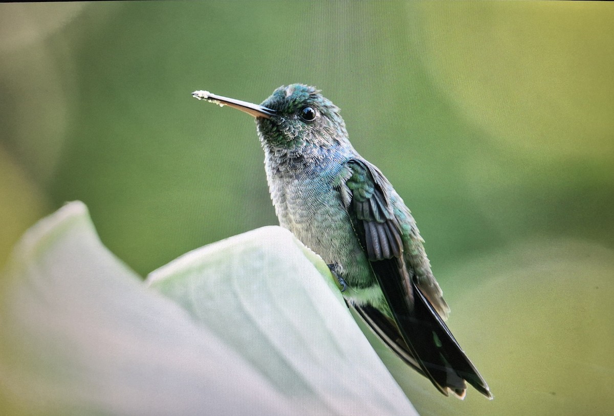 Blue-chested Hummingbird - ML639739878