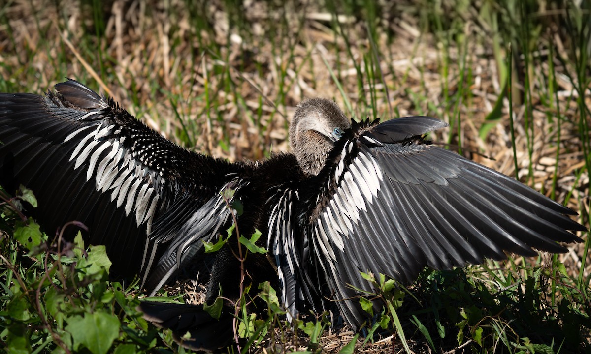 Anhinga - ML639739955