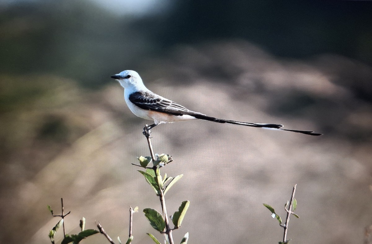 Scissor-tailed Flycatcher - ML639739978