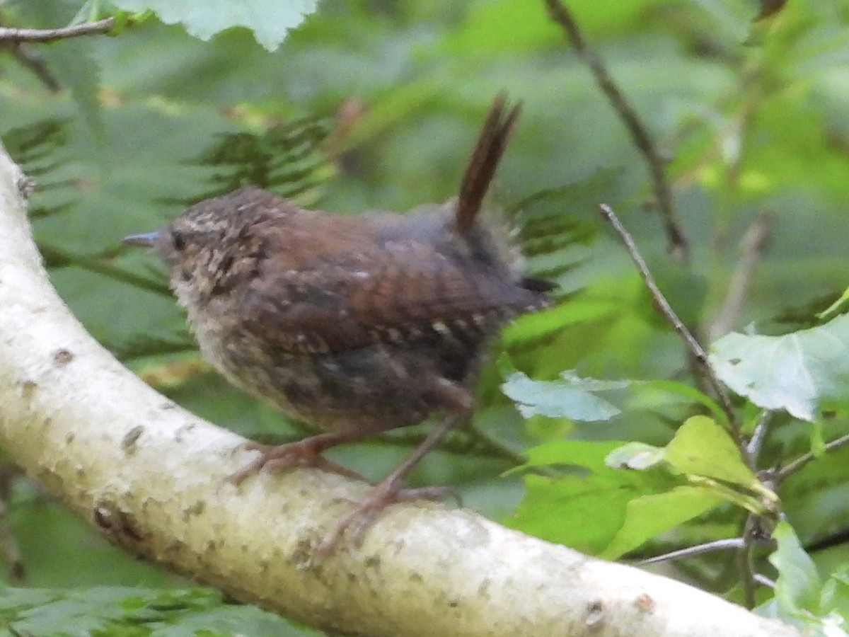 Winter Wren - ML639740063