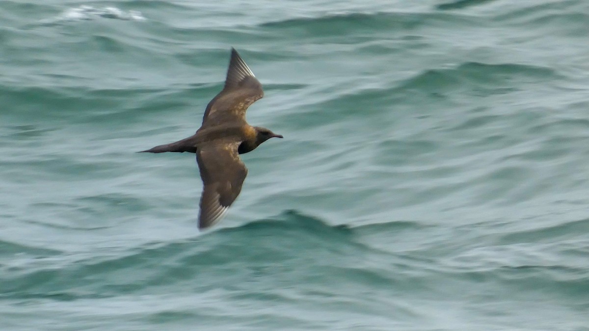 Parasitic Jaeger - ML639740099