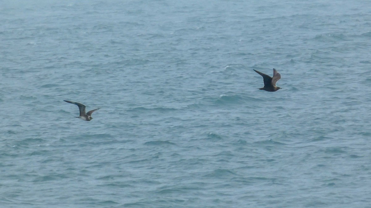 Parasitic Jaeger - ML639740100