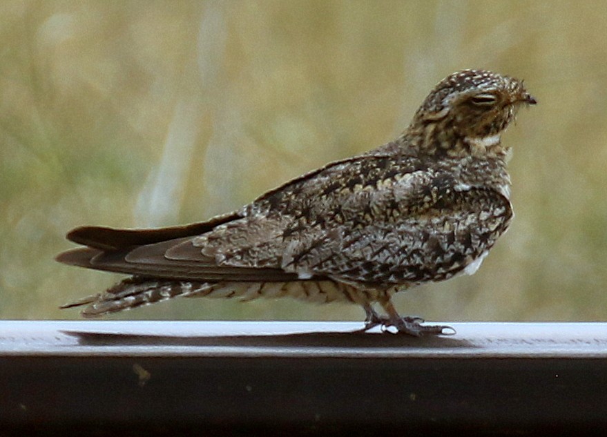 Common Nighthawk - ML639740131