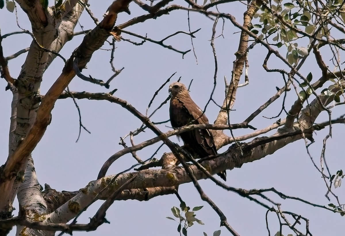 黑鳶 - ML639740189