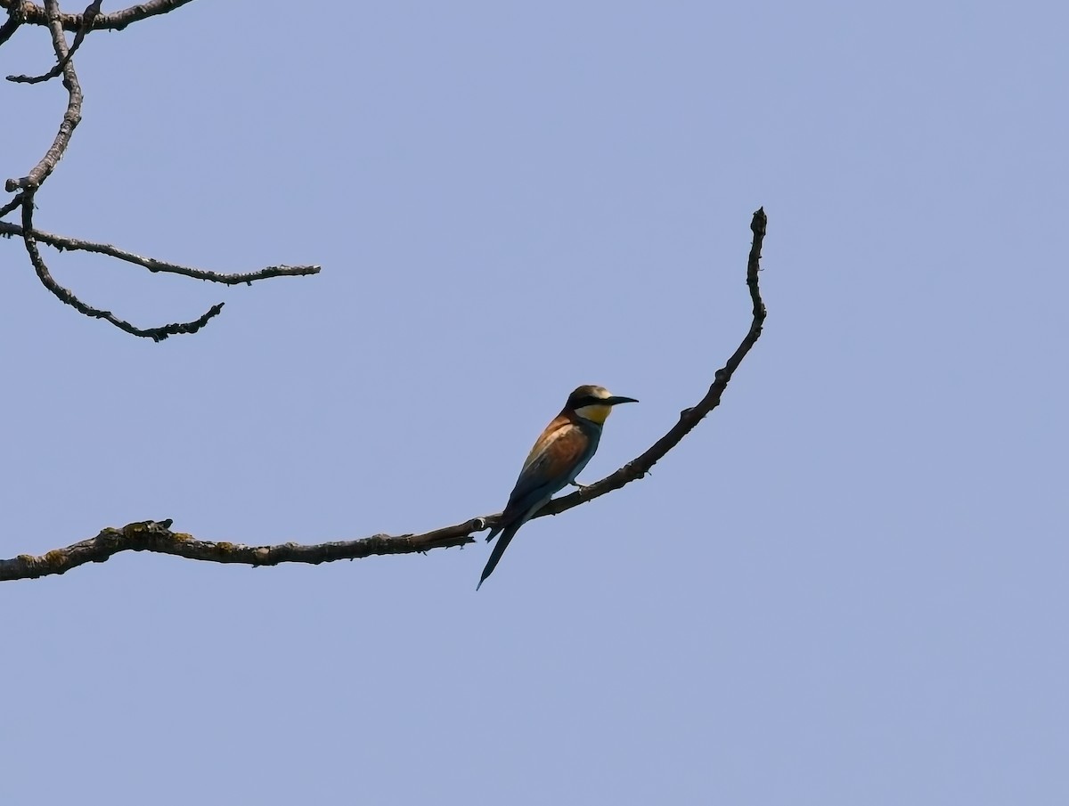 European Bee-eater - ML639740199