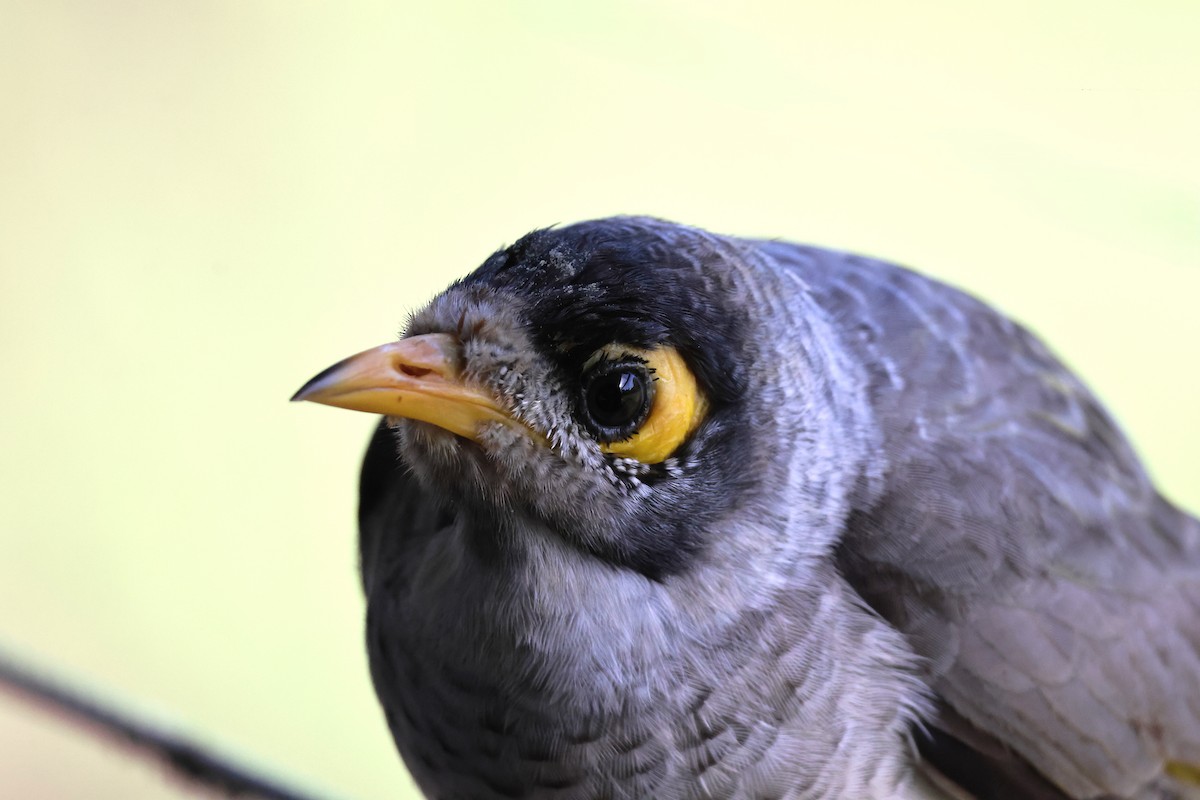 Noisy Miner - ML639740213