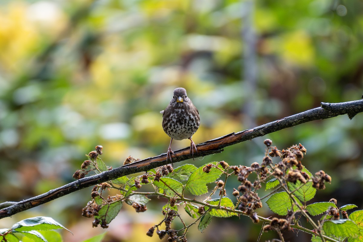 Fox Sparrow - ML639740306