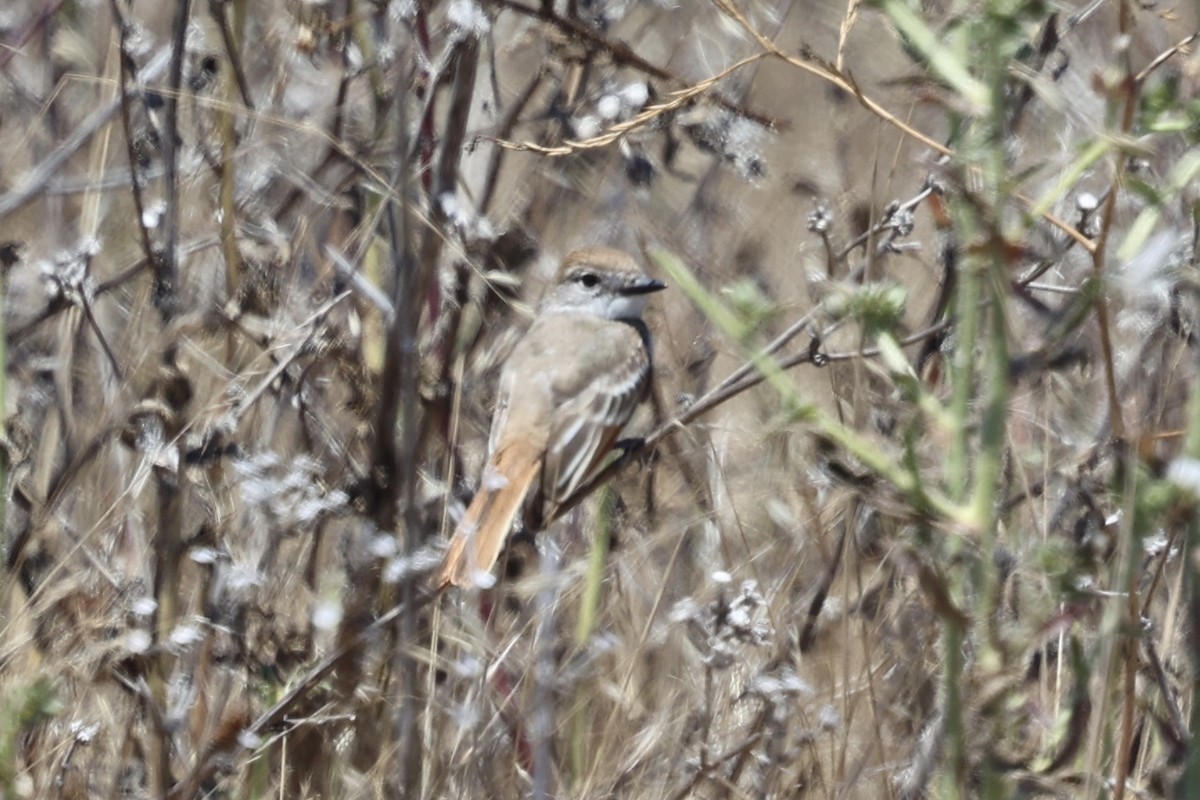 Ash-throated Flycatcher - ML639740443